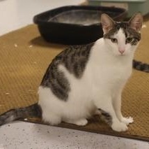 Jacaranda, a Adoptable Domestic Short Hair in Menasha, WI image 4/5