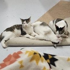 Jacaranda, a Adoptable Domestic Short Hair in Menasha, WI image 5/5