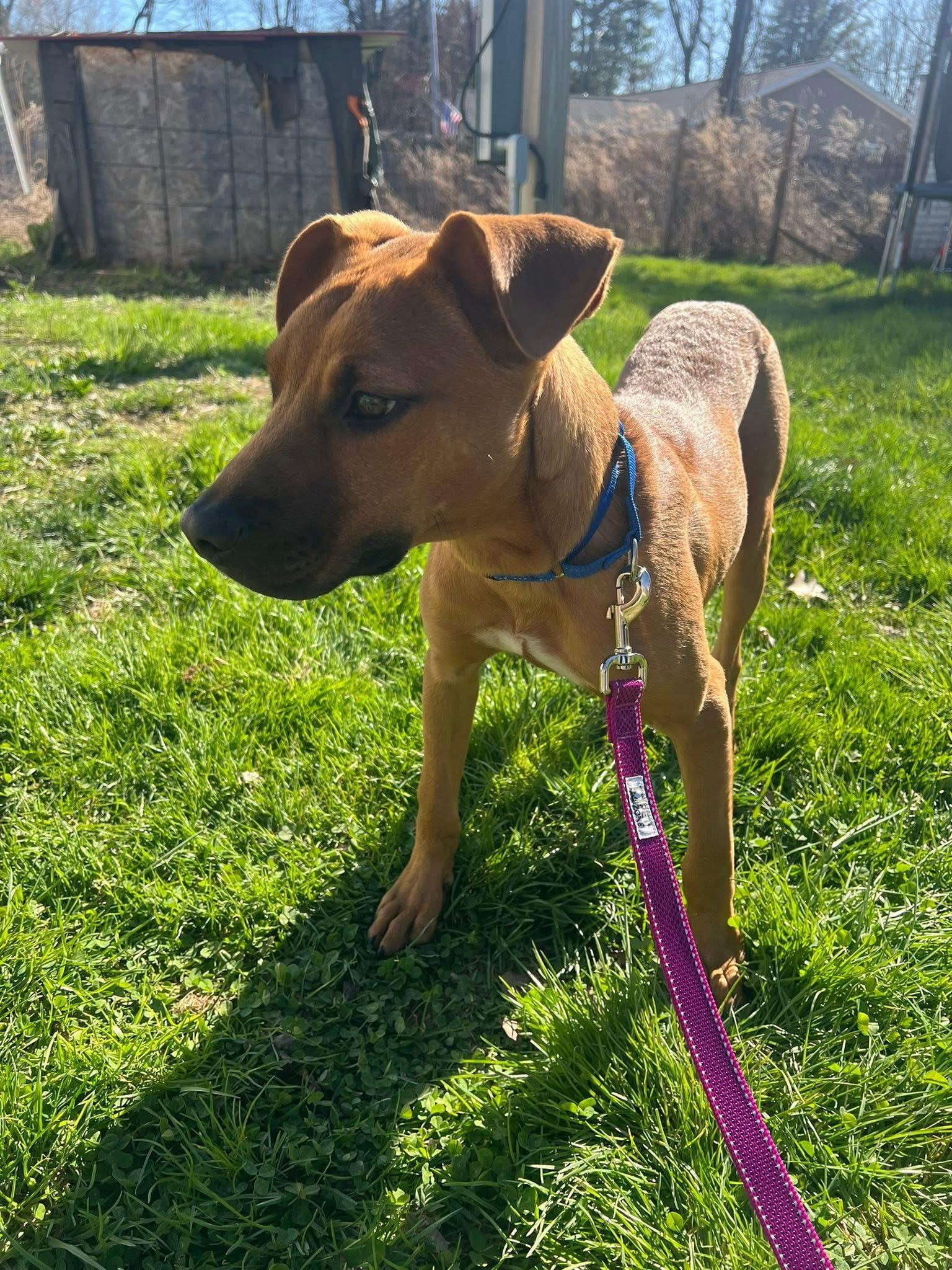 Enlarge Max, an adopted Mixed Breed in Highland, NY image 2/5