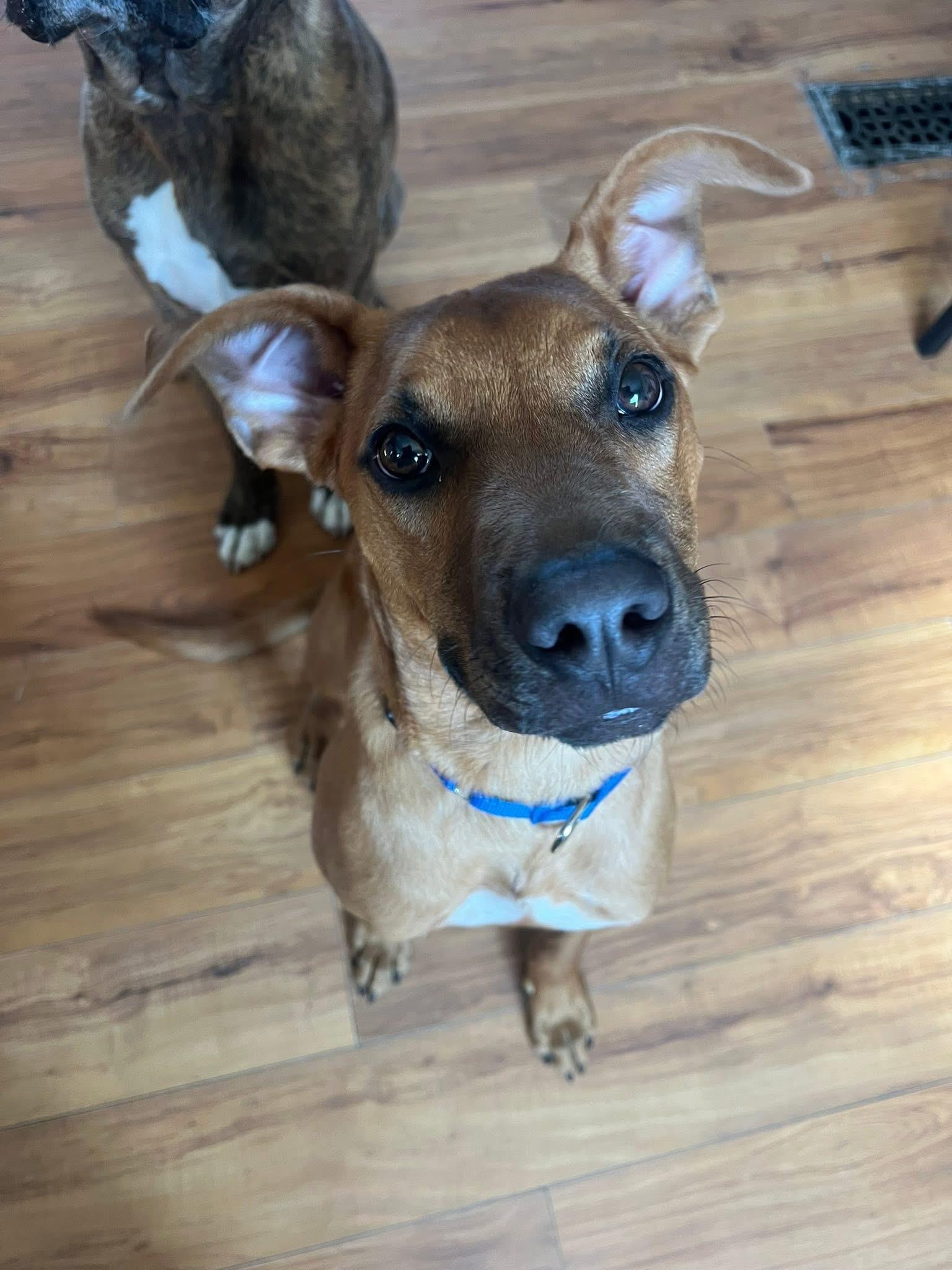 Enlarge Max, an adopted Mixed Breed in Highland, NY image 4/5