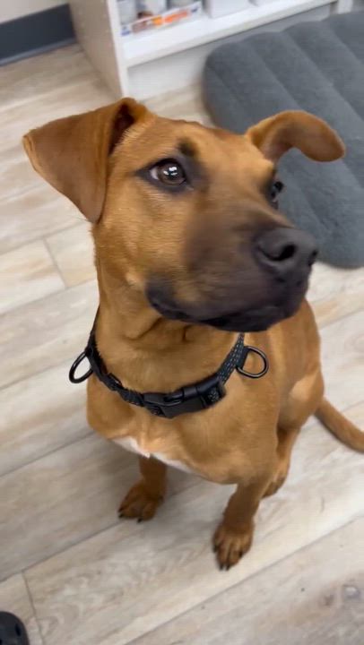 Enlarge Max, an adopted Mixed Breed in Highland, NY video 5/5