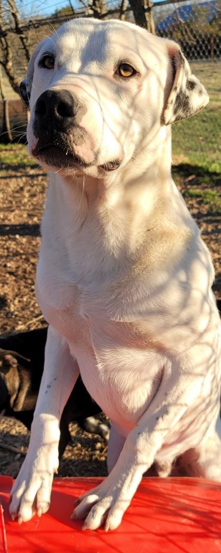 Ghost, a Adoptable mixed breed in White Settlement, TX image 2/7