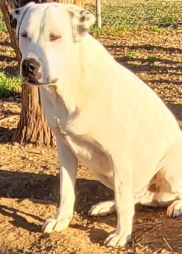 Ghost, Adoptable, Young Male Labrador Retriever & Great Pyrenees.