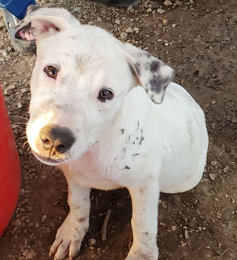 Ghost, a Adoptable mixed breed in White Settlement, TX image 6/7