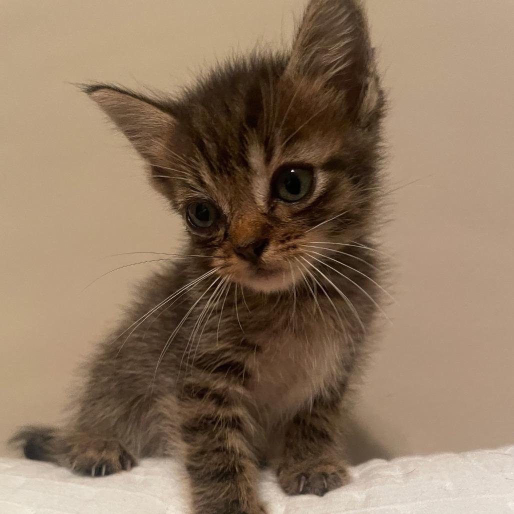Enlarge Clove, a Adoptable Domestic Medium Hair in Auburn, AL image 1/5