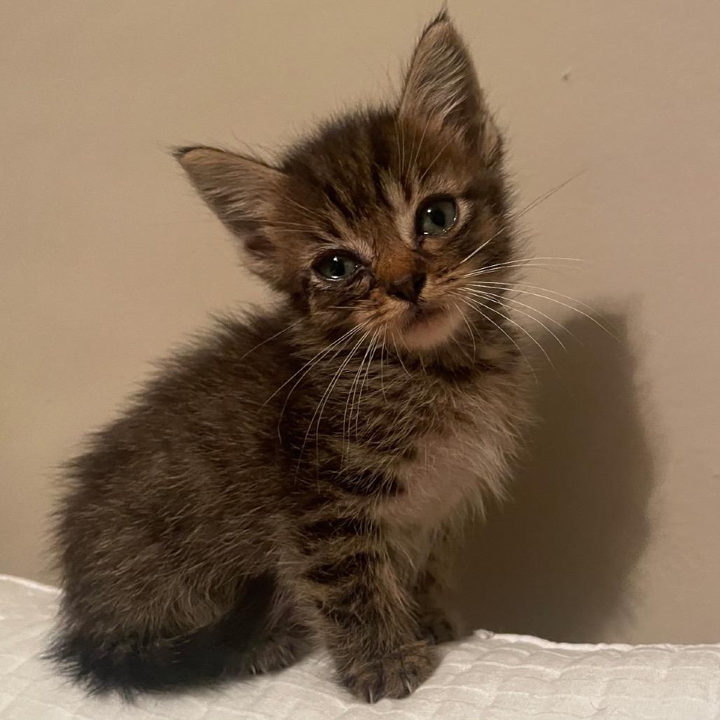 Enlarge Clove, a Adoptable Domestic Medium Hair in Auburn, AL image 2/5