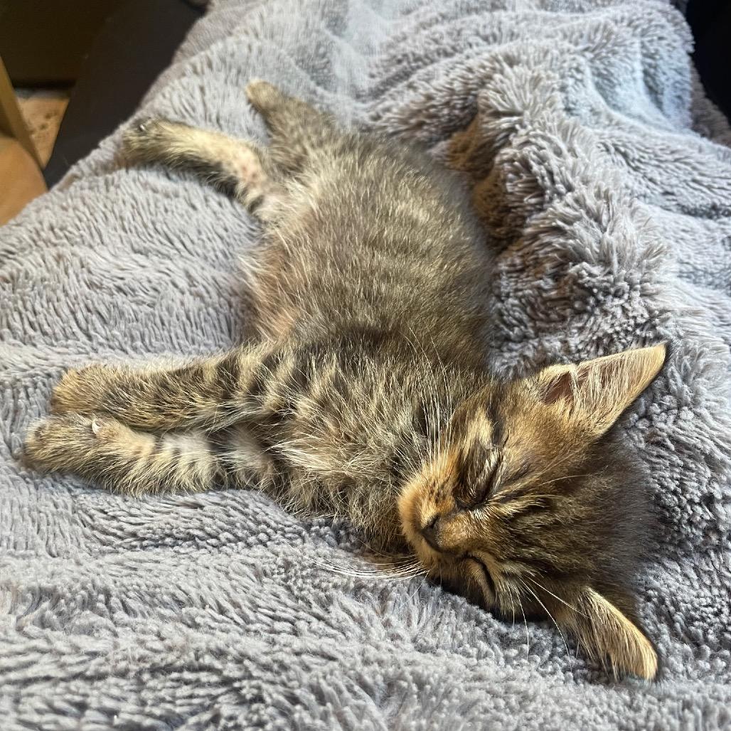 Enlarge Clove, a Adoptable Domestic Medium Hair in Auburn, AL image 3/5
