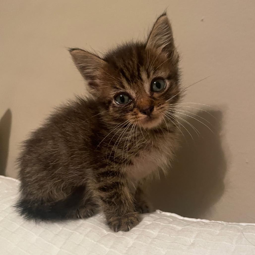 Enlarge Clove, a Adoptable Domestic Medium Hair in Auburn, AL image 4/5