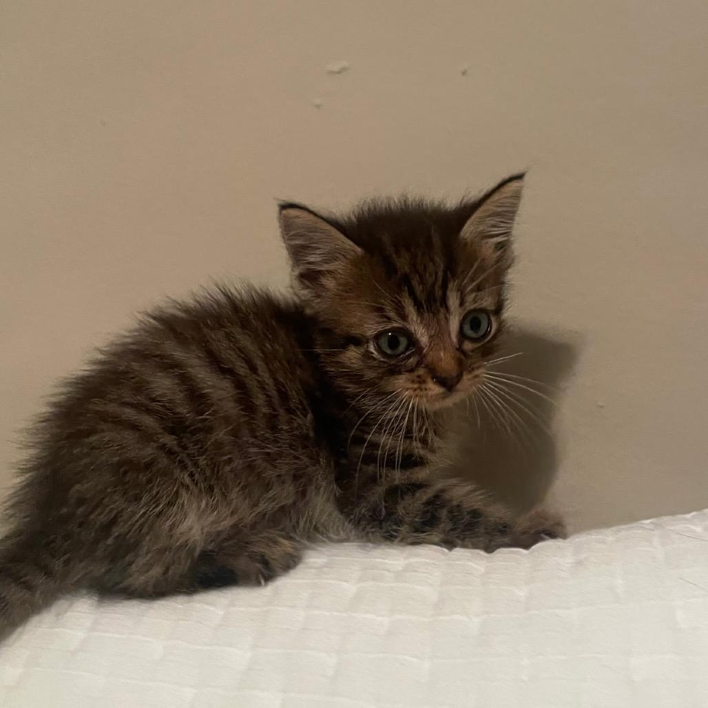 Enlarge Clove, a Adoptable Domestic Medium Hair in Auburn, AL image 5/5