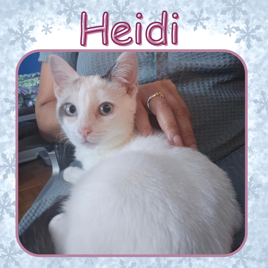 Enlarge Heidi - blue eyed beauty , a ADOPTABLE Domestic Short Hair in Port Chester, NY image 3/5