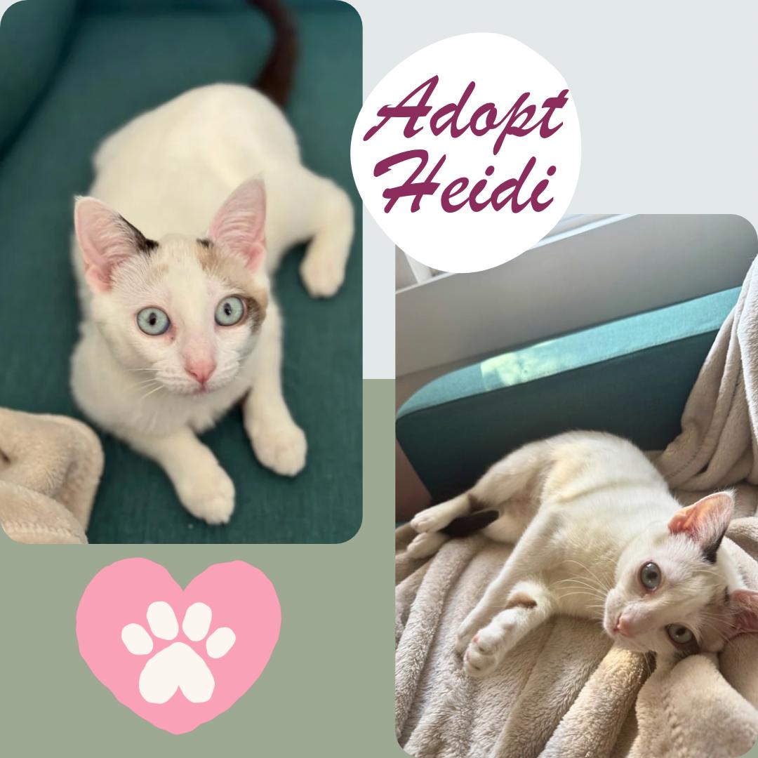 Heidi - blue eyed beauty , ADOPTABLE, Kitten Female Domestic Short Hair.