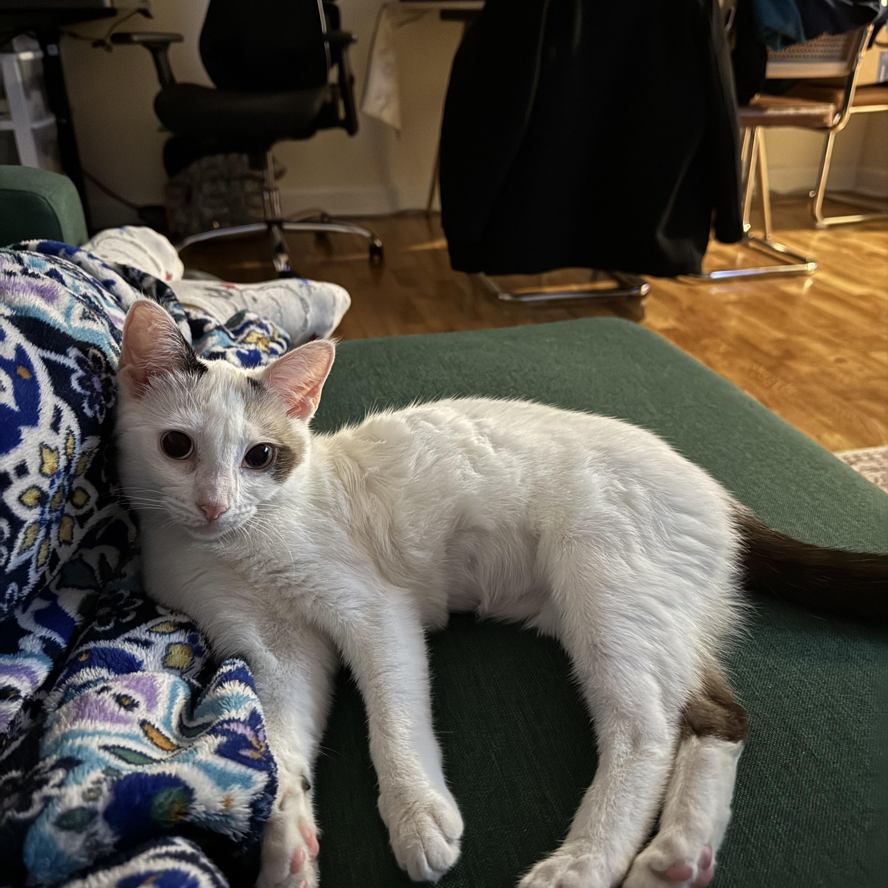 Enlarge Heidi - blue eyed beauty , a ADOPTABLE Domestic Short Hair in Port Chester, NY image 4/5