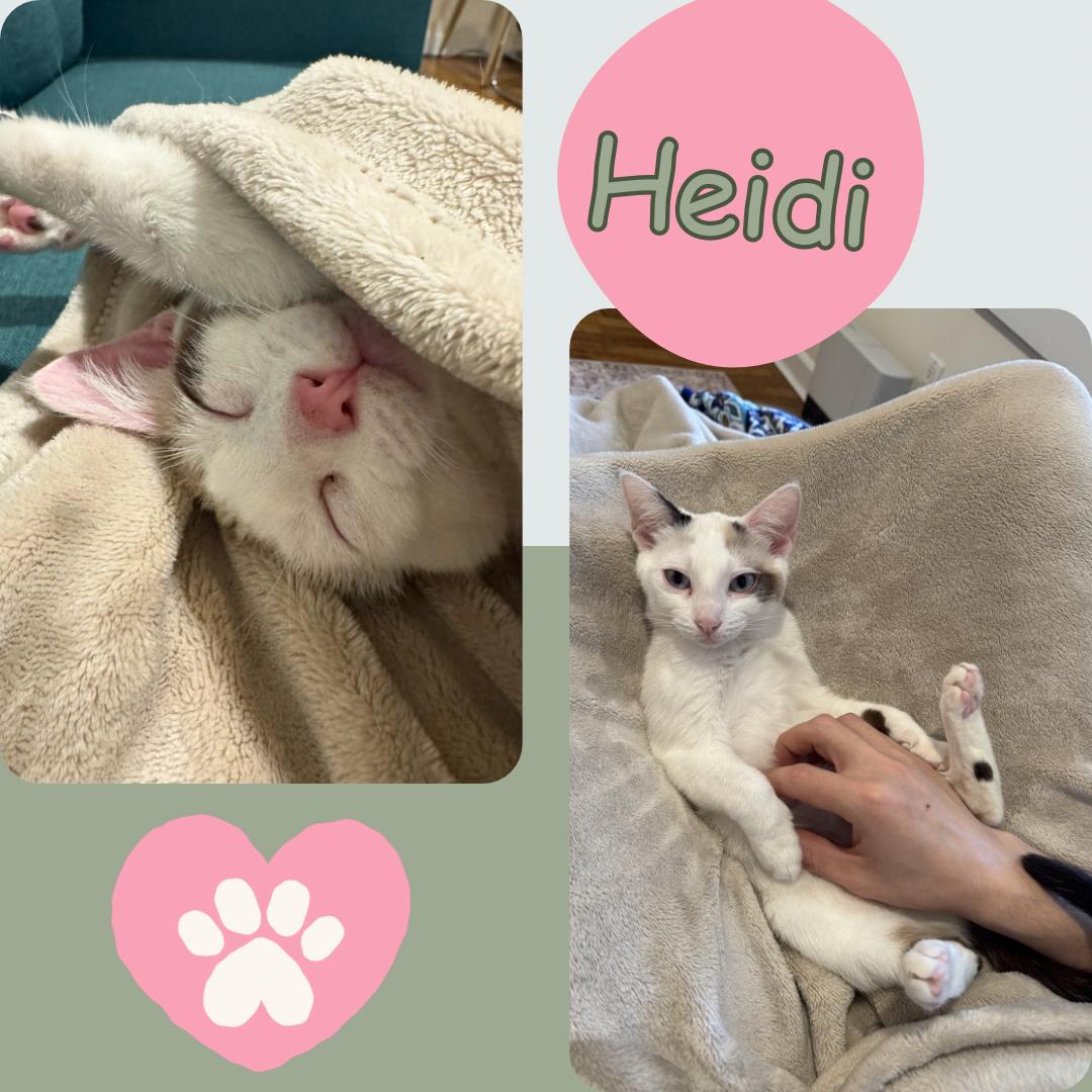 Enlarge Heidi - blue eyed beauty , a ADOPTABLE Domestic Short Hair in Port Chester, NY image 2/5