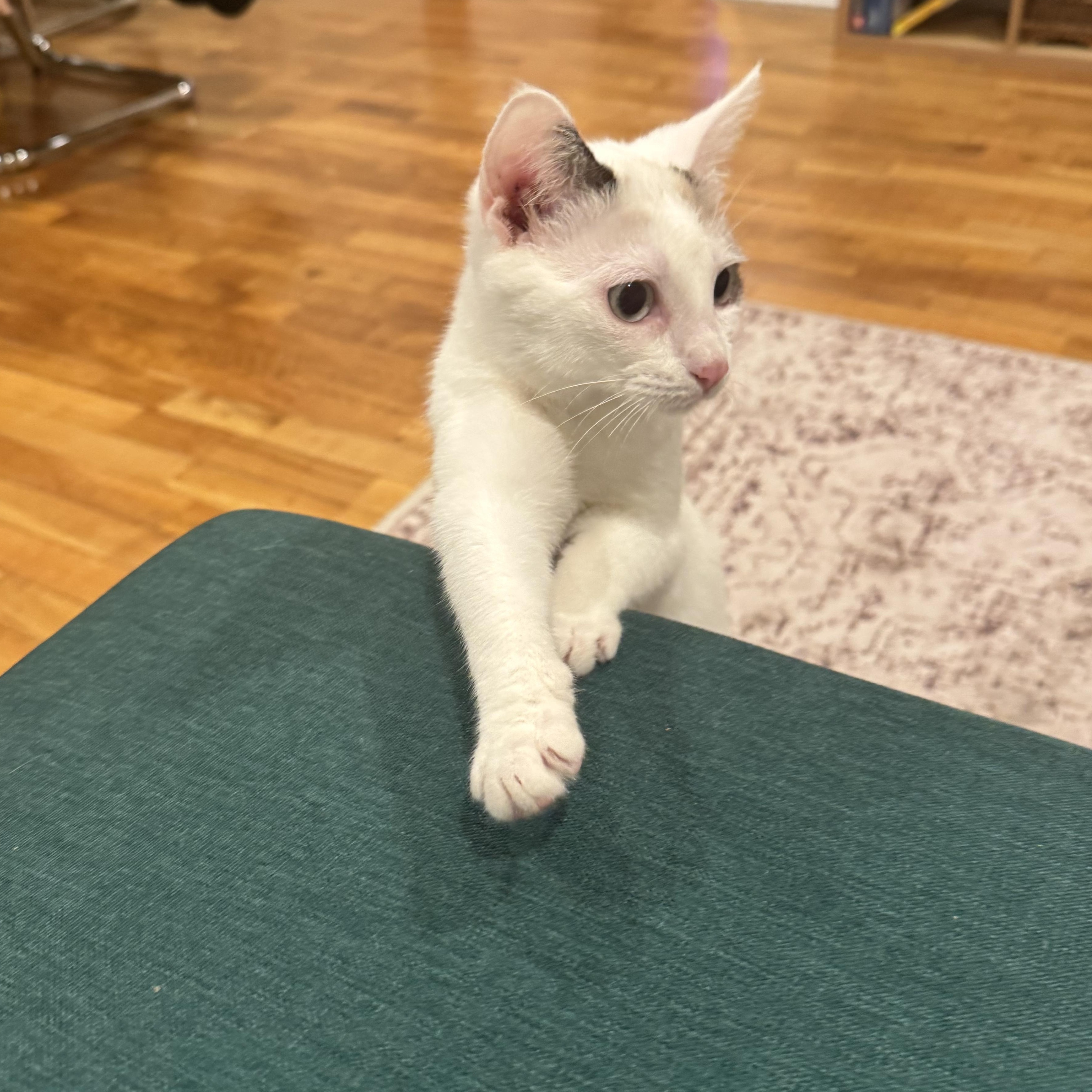 Enlarge Heidi - blue eyed beauty , a ADOPTABLE Domestic Short Hair in Port Chester, NY image 5/5