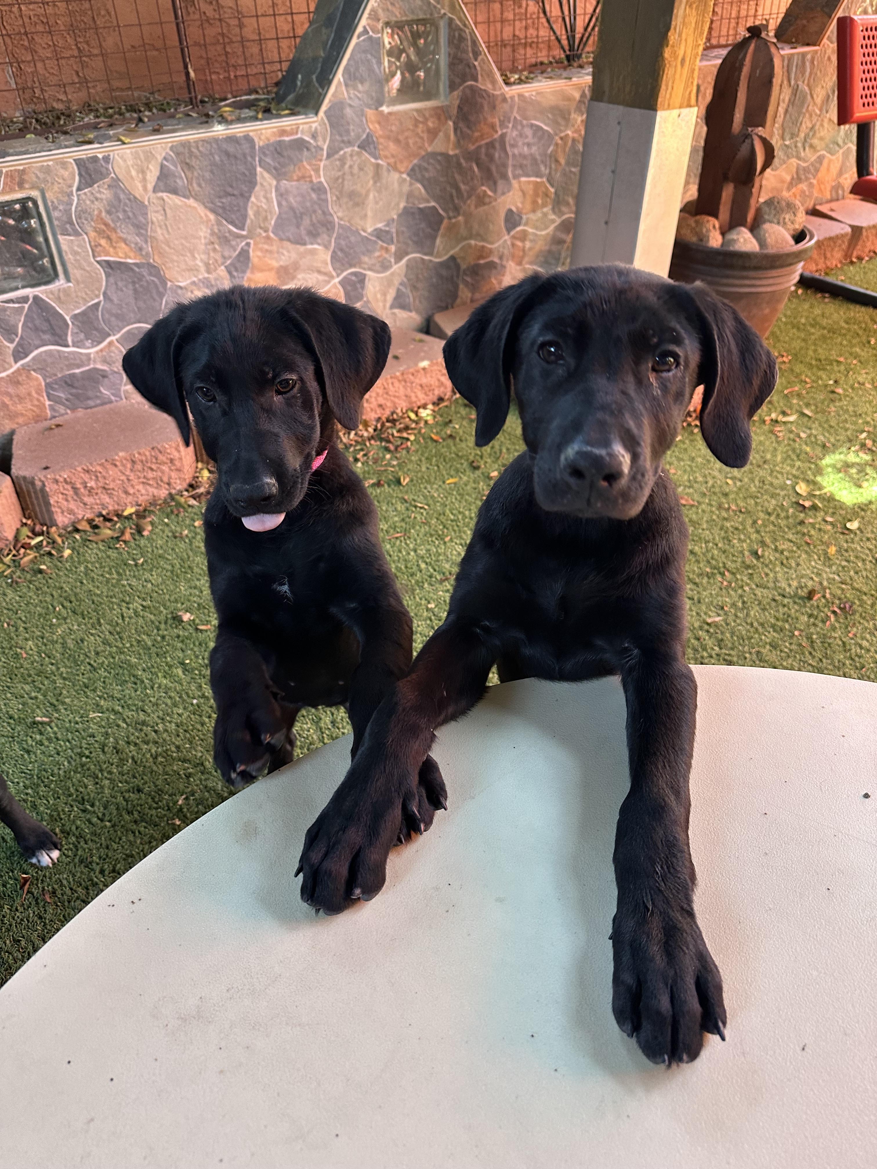 German Shepherd Mix Litter photo 2