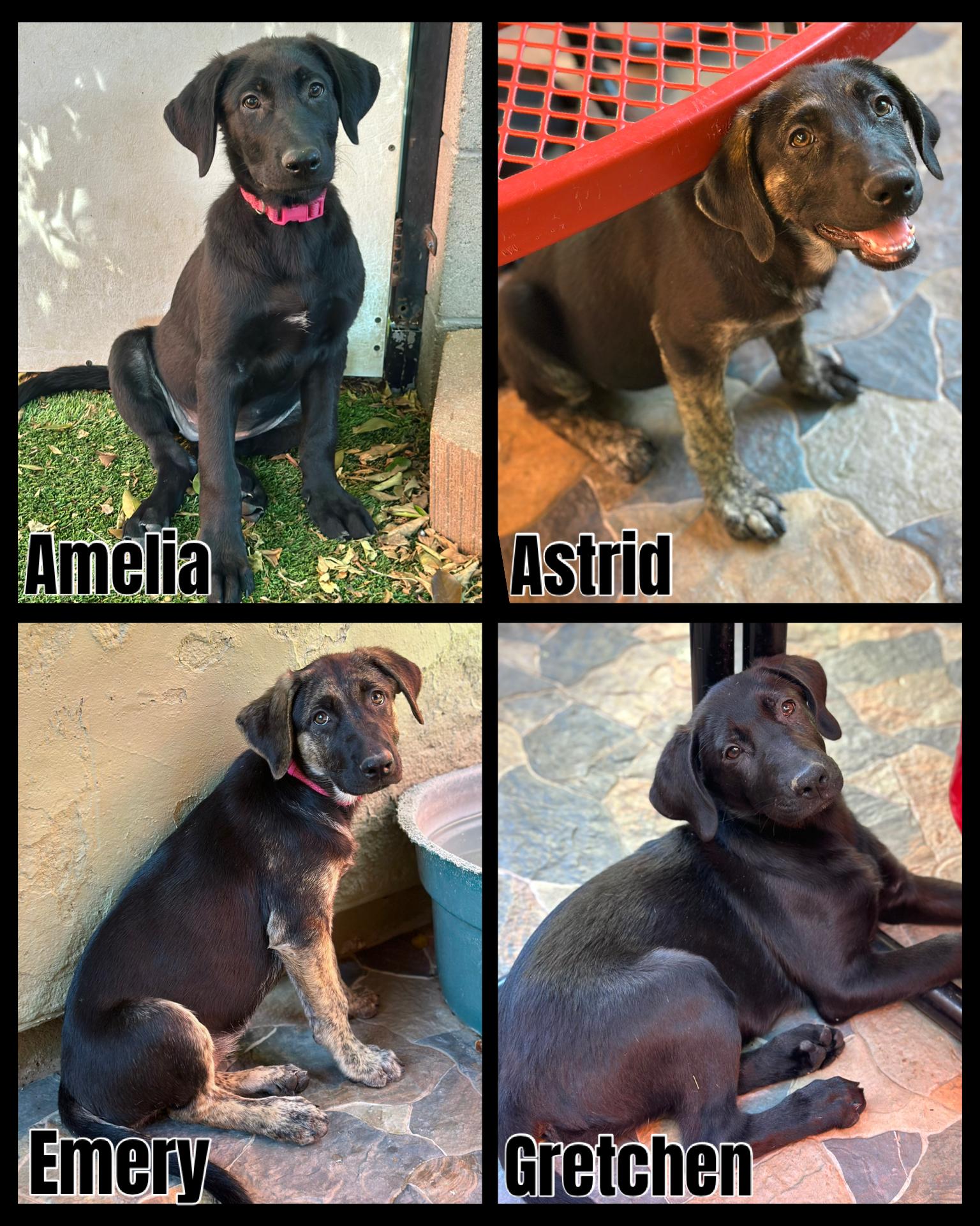 German Shepherd Mix Litter, Young Female German Shepherd Dog