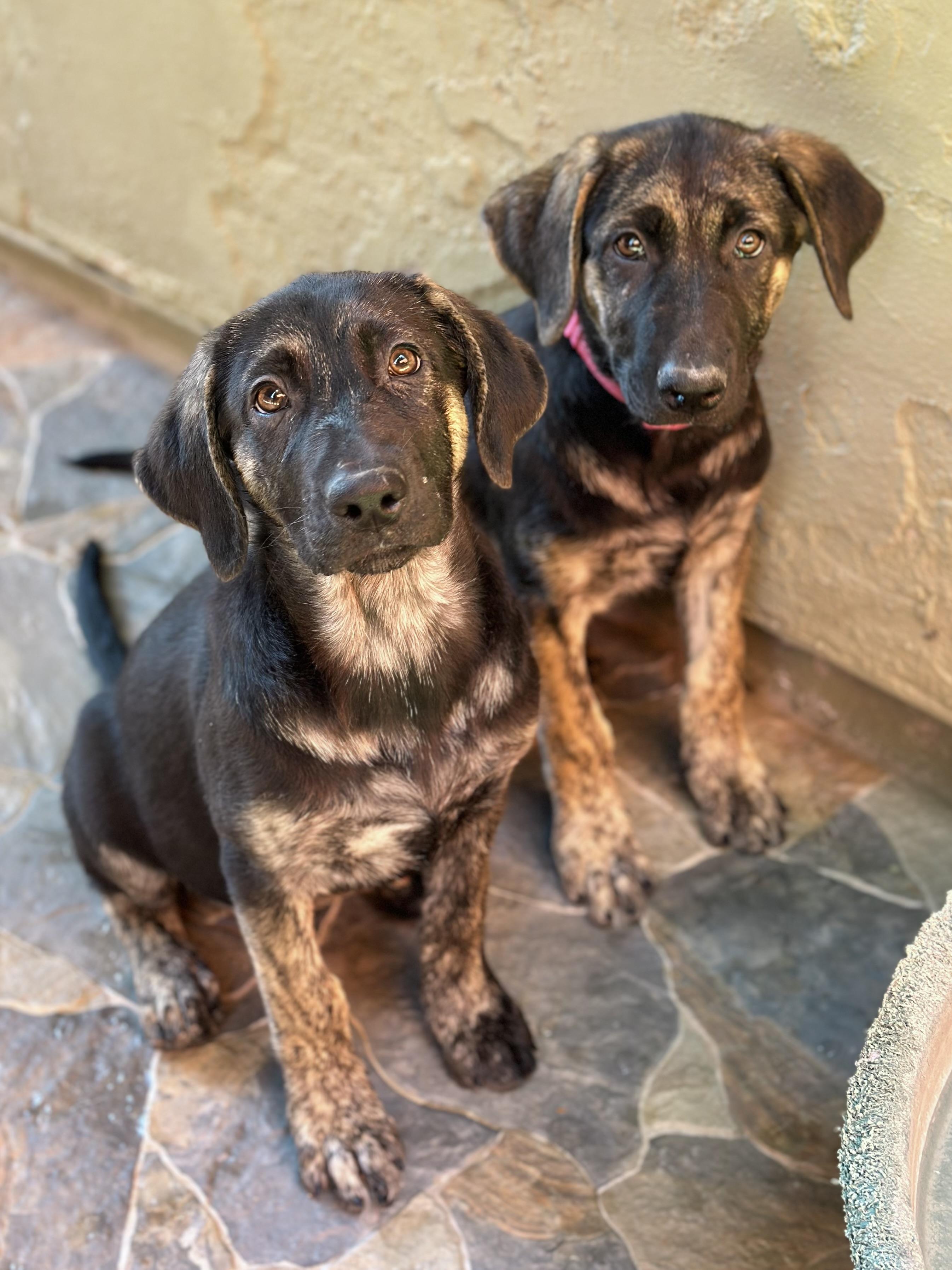 German Shepherd Mix Litter photo 3