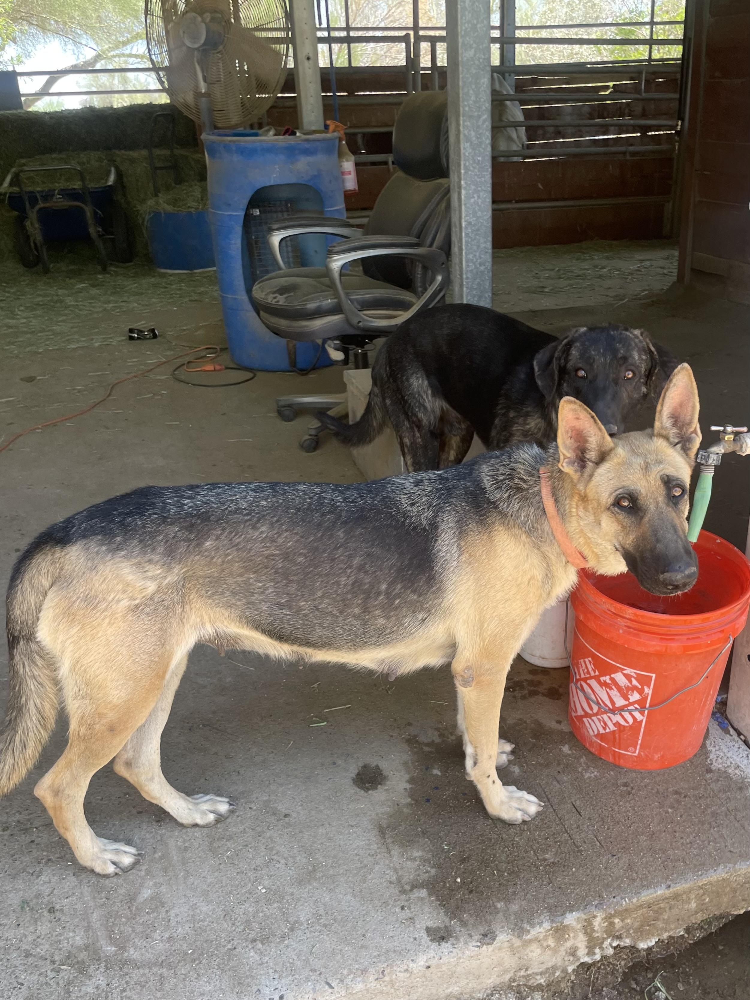 German Shepherd Mix Litter photo 4