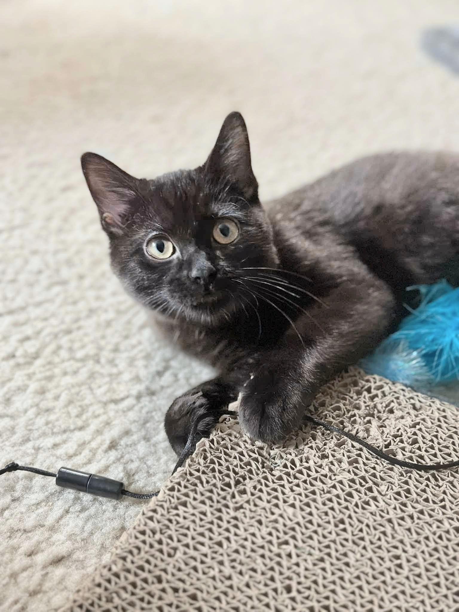 Sharpay - Sweet and affectionate, a Adoptable Domestic Medium Hair in Muskego, WI image 3/6