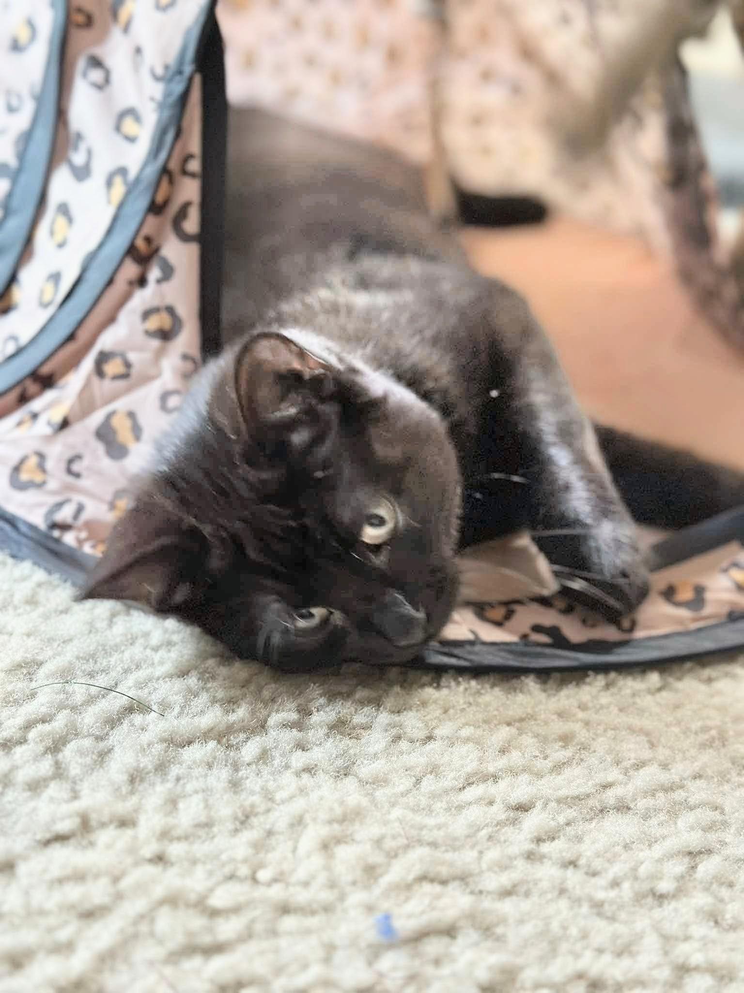 Sharpay - Sweet and affectionate, a Adoptable Domestic Medium Hair in Muskego, WI image 5/6
