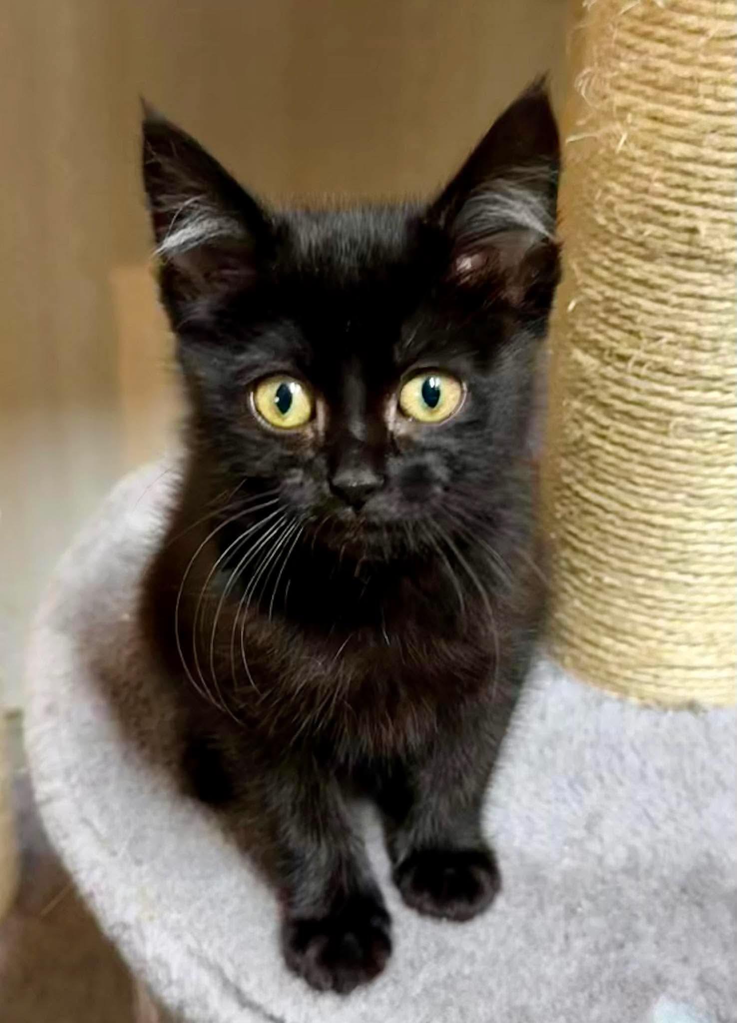 Sharpay - Sweet and affectionate, Adoptable, Kitten Male Domestic Medium Hair.