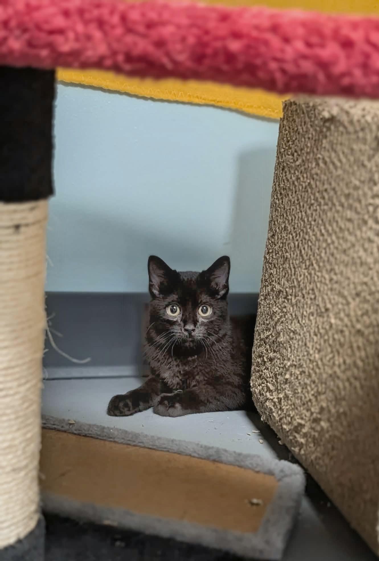 Sharpay - Sweet and affectionate, a Adoptable Domestic Medium Hair in Muskego, WI image 4/6
