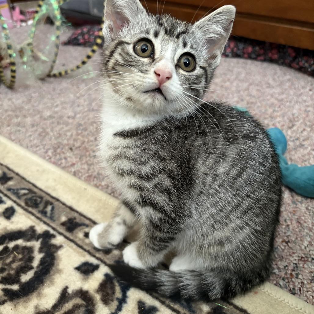 Avalanche (lt purple), a Adoptable Domestic Short Hair in Ferndale, WA image 2/4