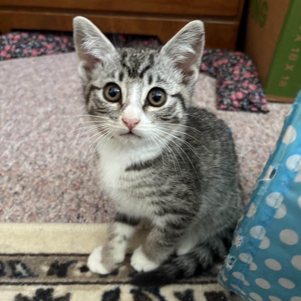 Avalanche (lt purple), a Adoptable Domestic Short Hair in Ferndale, WA image 4/4