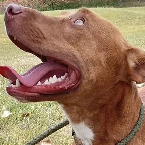 Joey, ADOPTABLE, Adult Male Pit Bull Terrier & Terrier.
