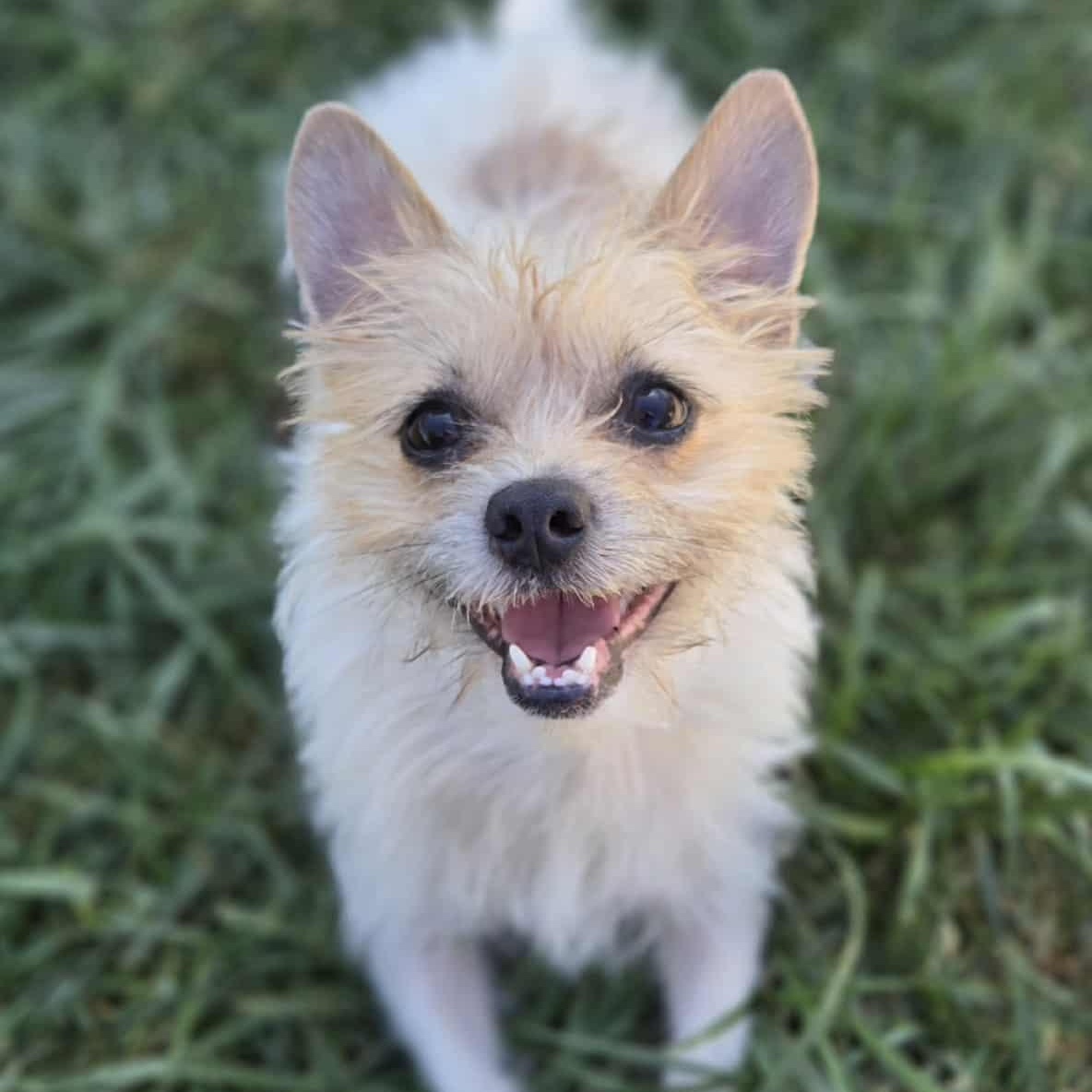 Cooper