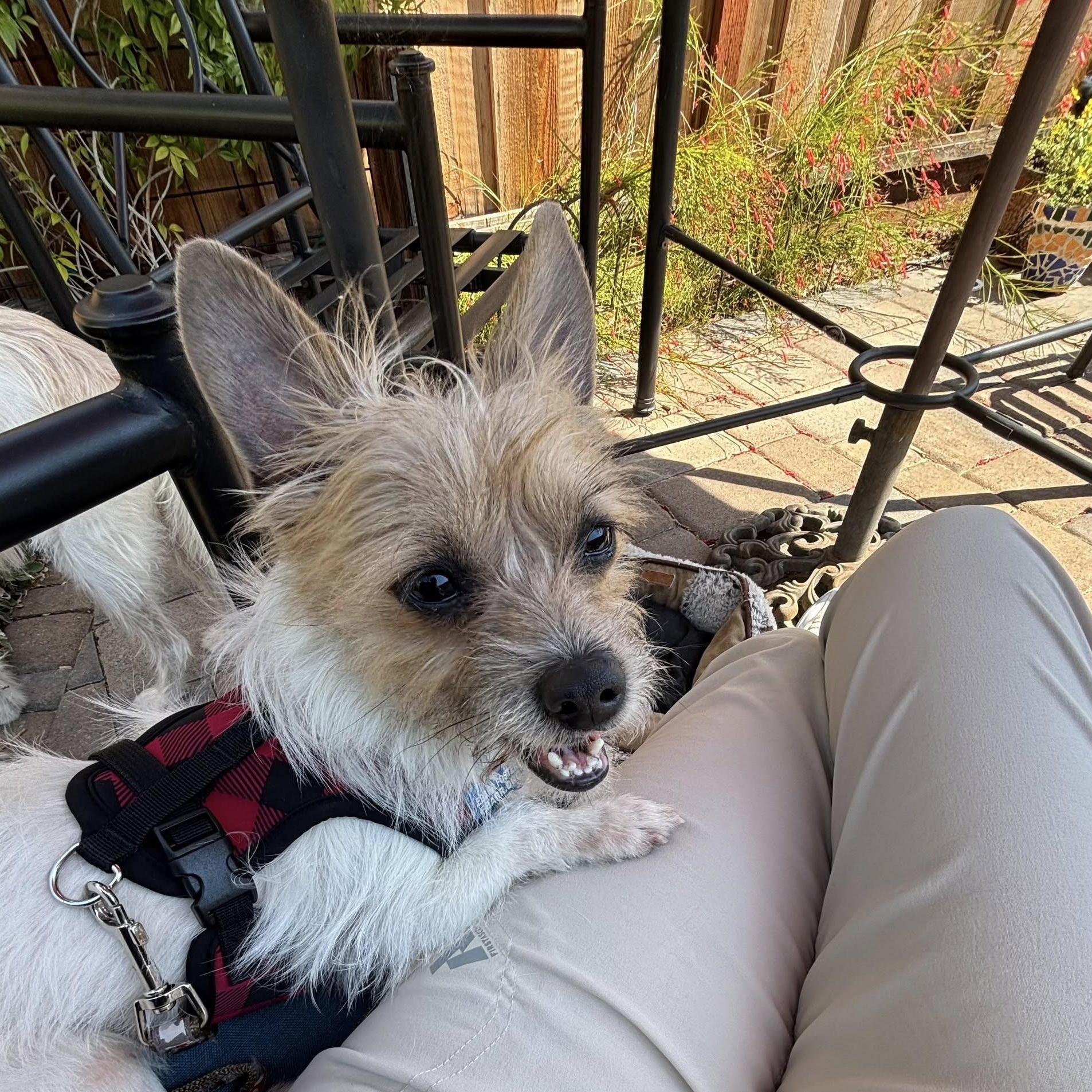 Cooper