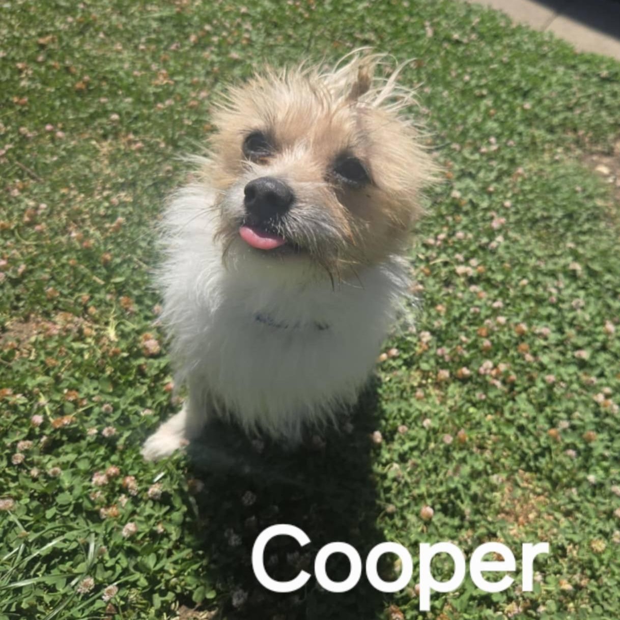 Cooper