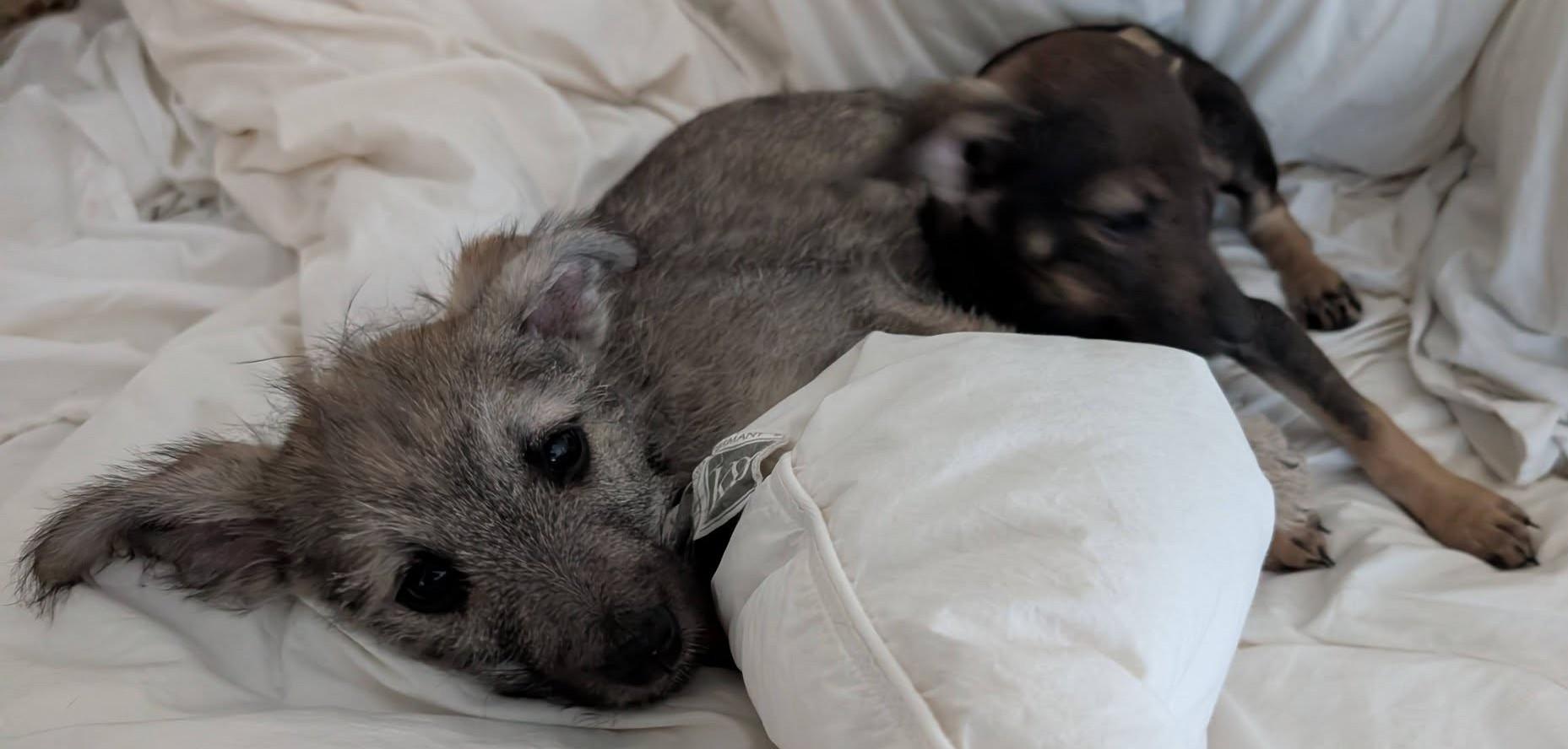 Enlarge Pip, a Adoptable mixed breed in Libby, MT image 4/6