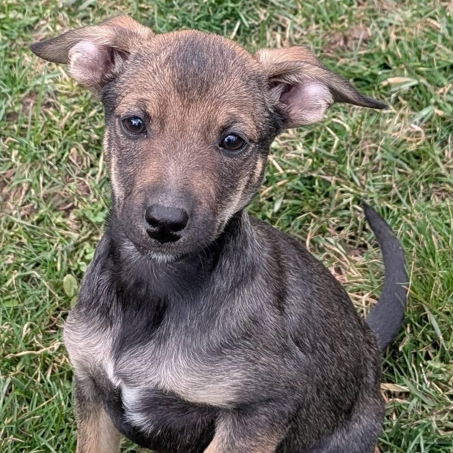 Enlarge Pip, an adopted mixed breed in Libby, MT image 2/5