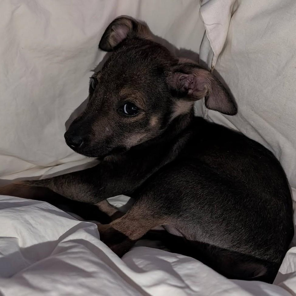 Pip, Adoptable, Puppy Female Wirehaired Terrier & Border Collie.