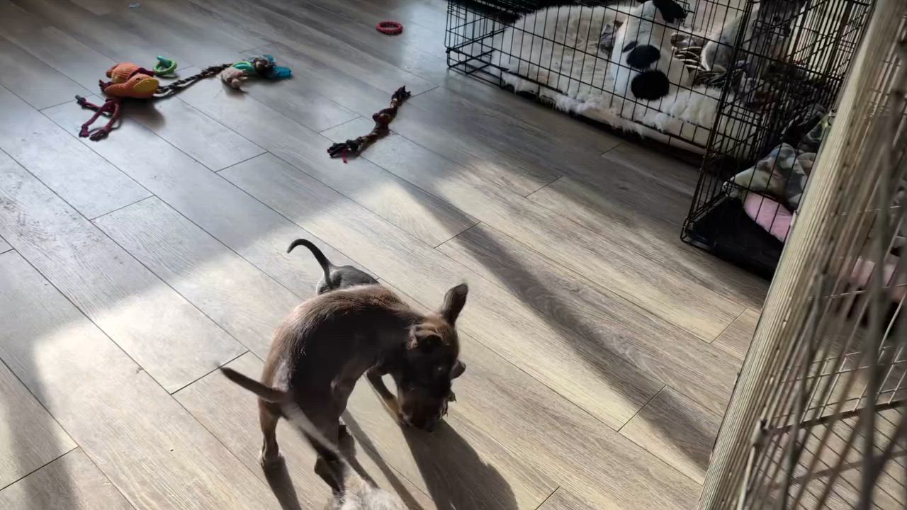 Enlarge Pip, a Adoptable mixed breed in Libby, MT video 5/6