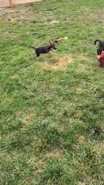 Enlarge Pip, an adopted mixed breed in Libby, MT video 5/5