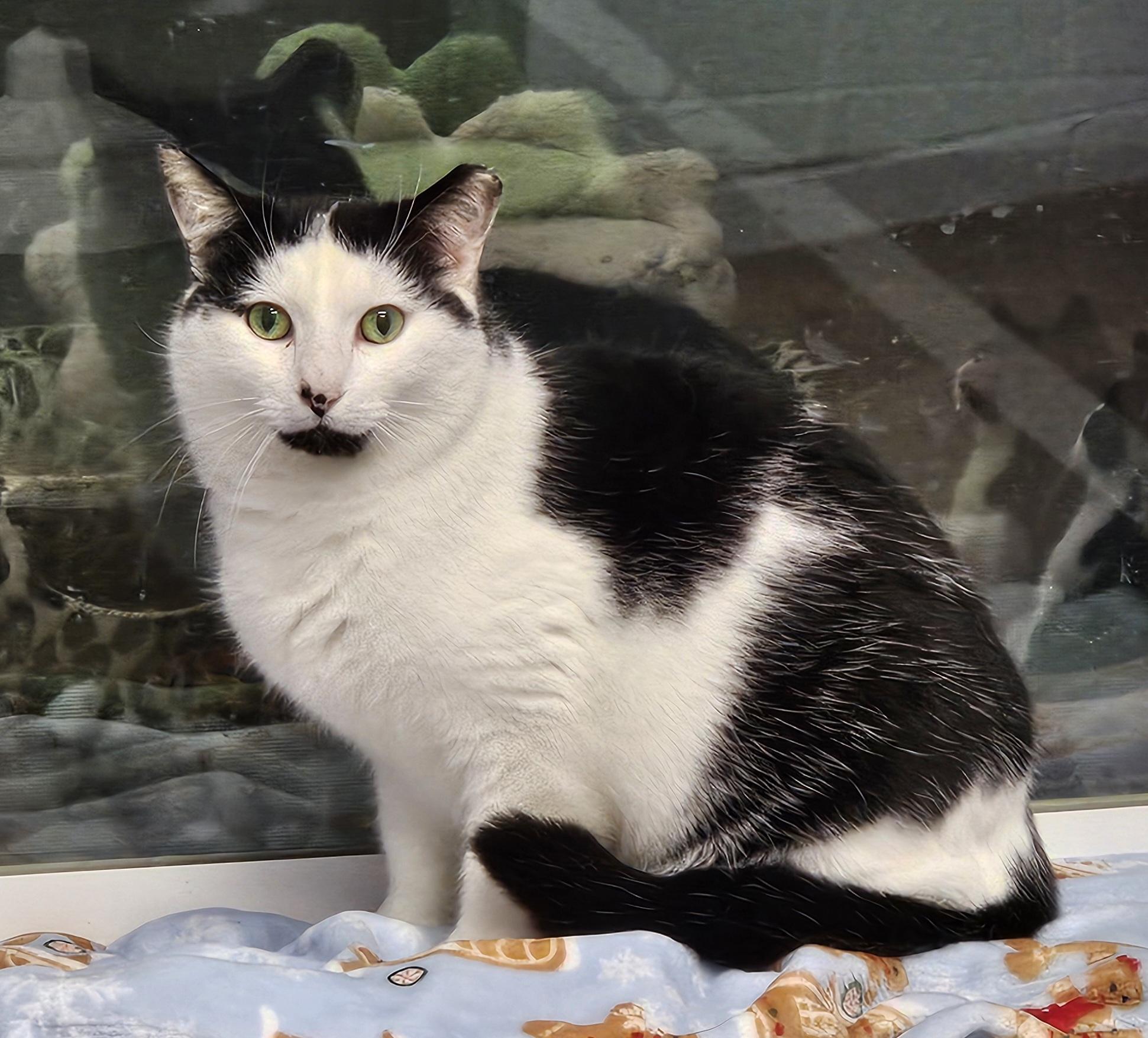 Milo, ADOPTABLE, Young Male Domestic Short Hair.