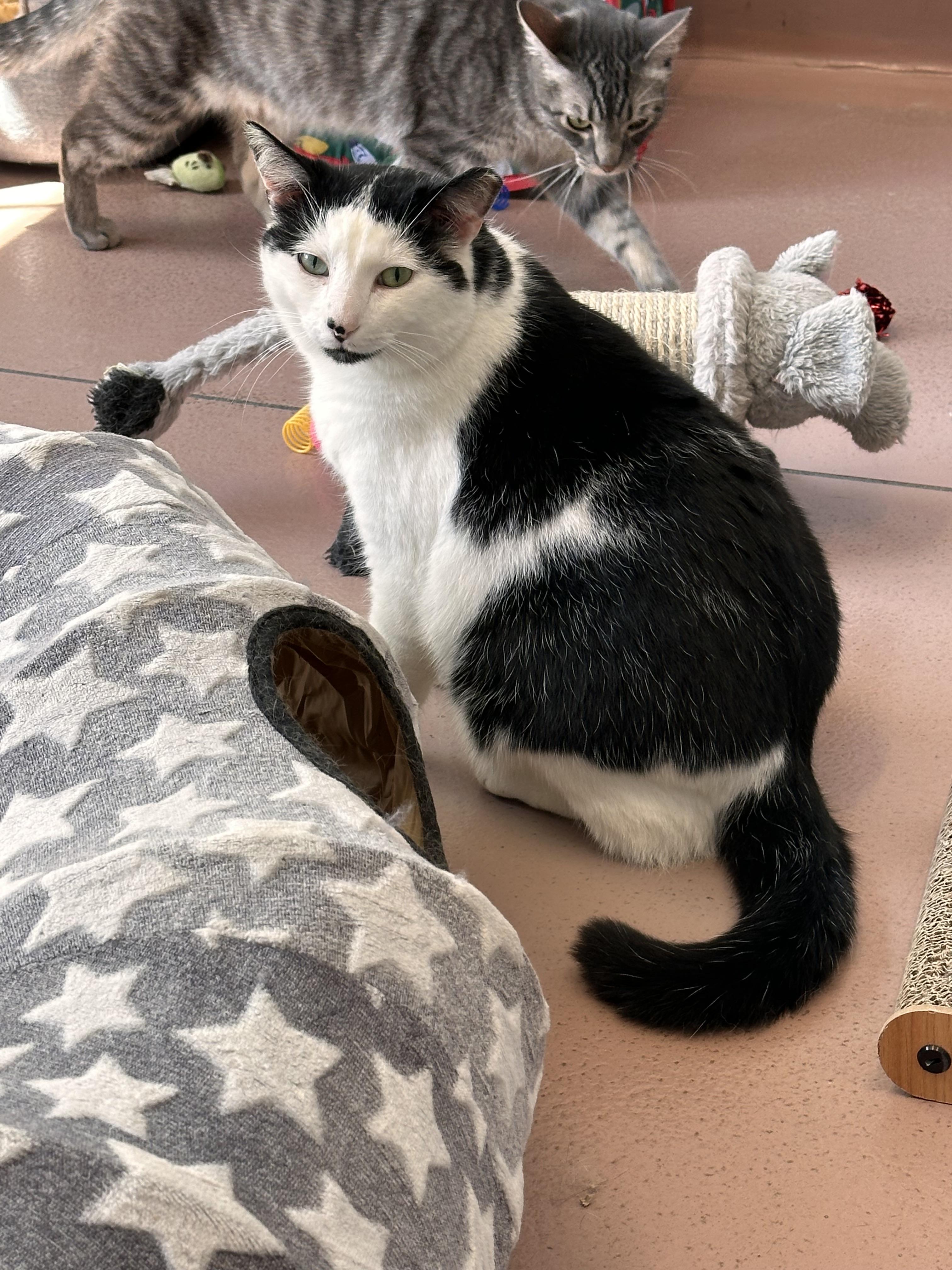 Enlarge Milo, a Adoptable Domestic Short Hair in Prince Frederick, MD image 6/6