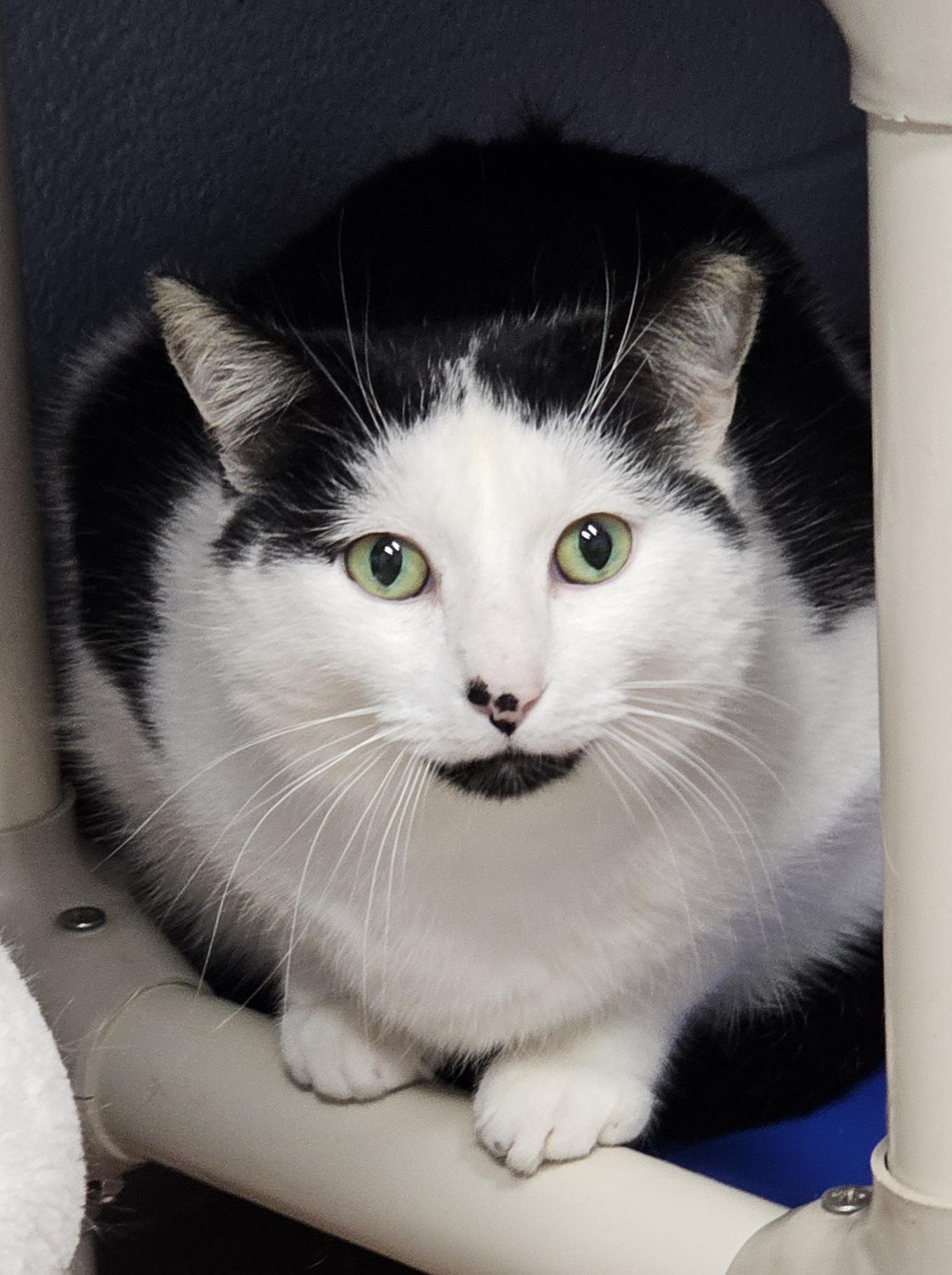 Enlarge Milo, a Adoptable Domestic Short Hair in Prince Frederick, MD image 5/6