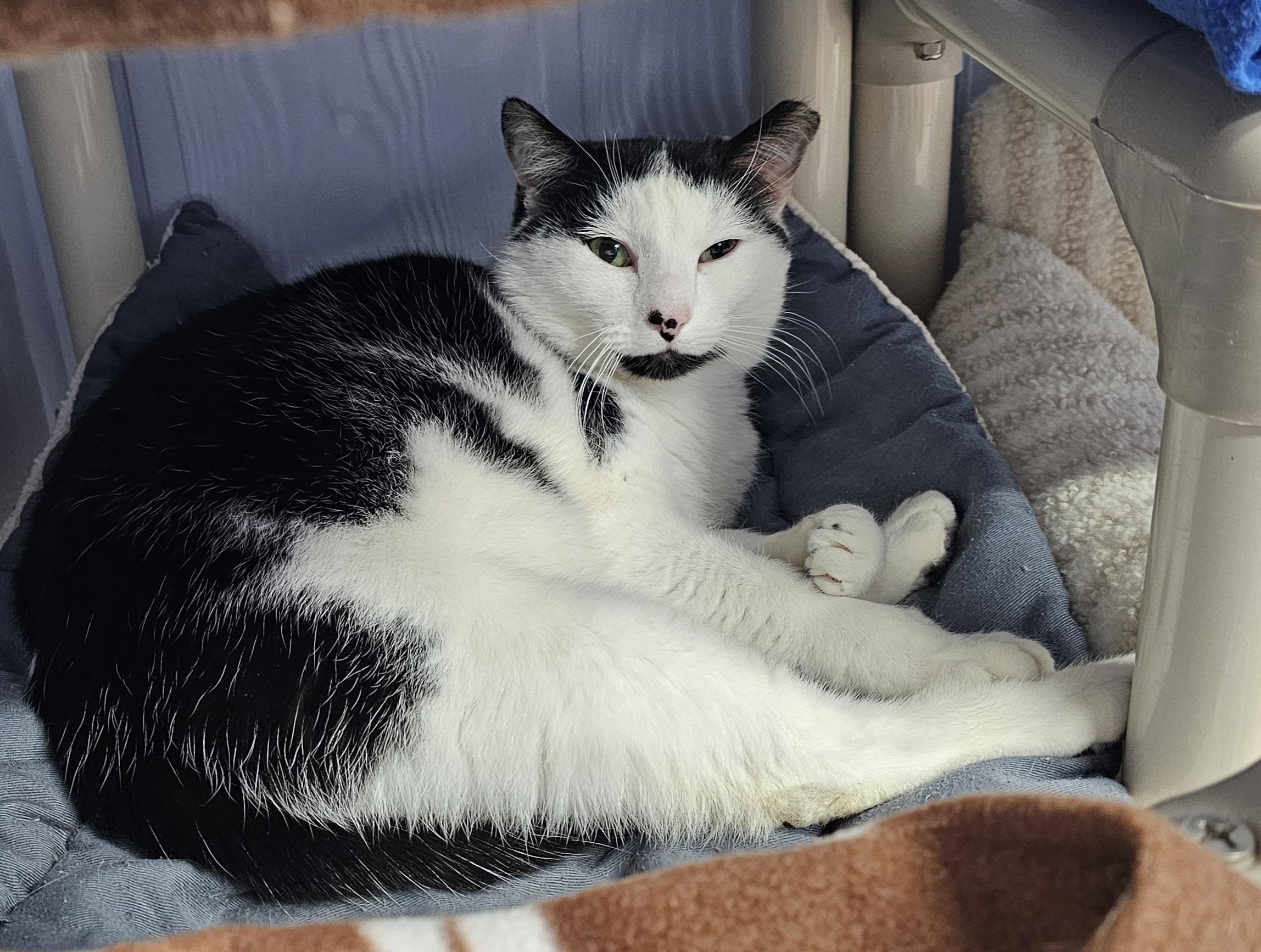 Enlarge Milo, a Adoptable Domestic Short Hair in Prince Frederick, MD image 4/6