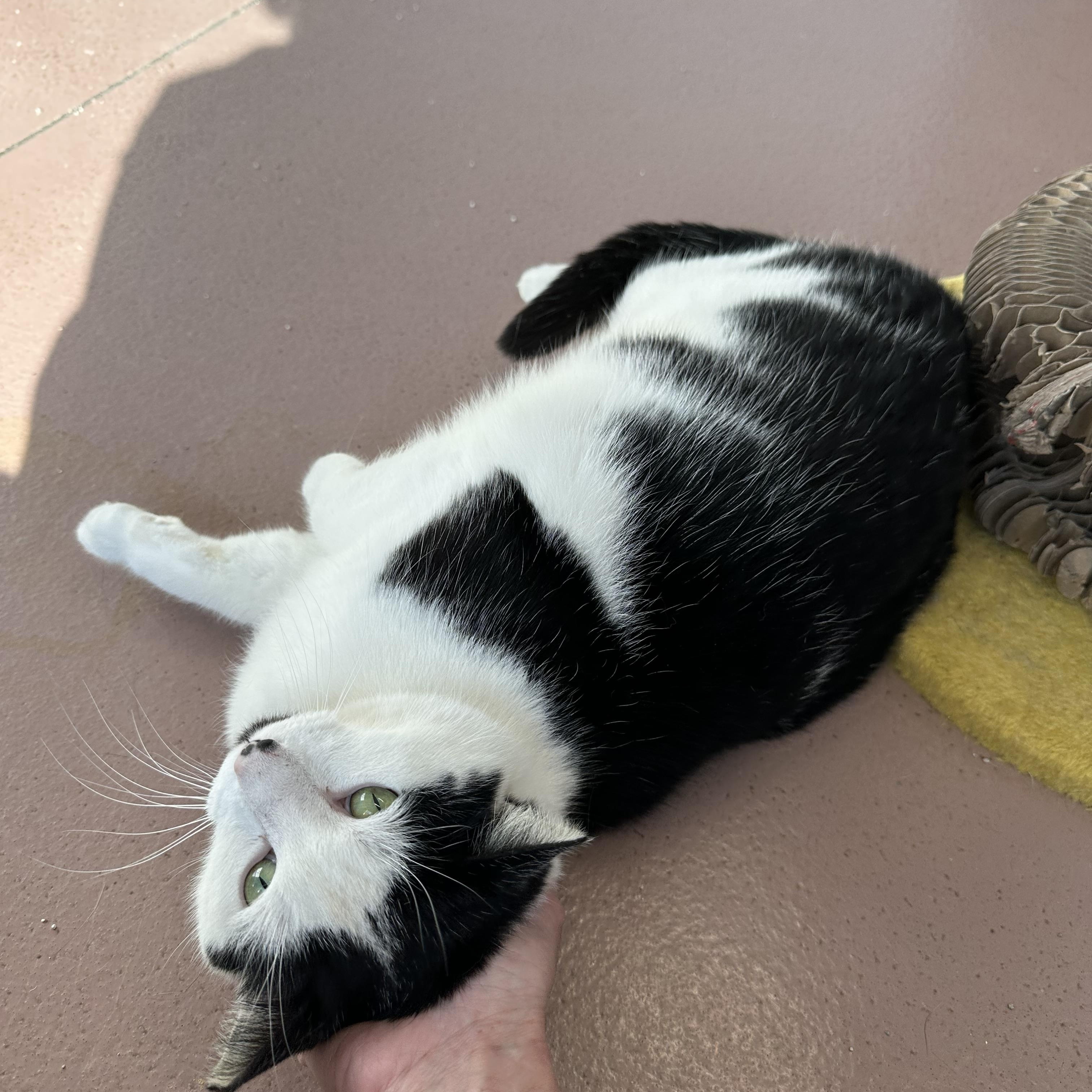 Milo, a ADOPTABLE Domestic Short Hair in Prince Frederick, MD image 2/3