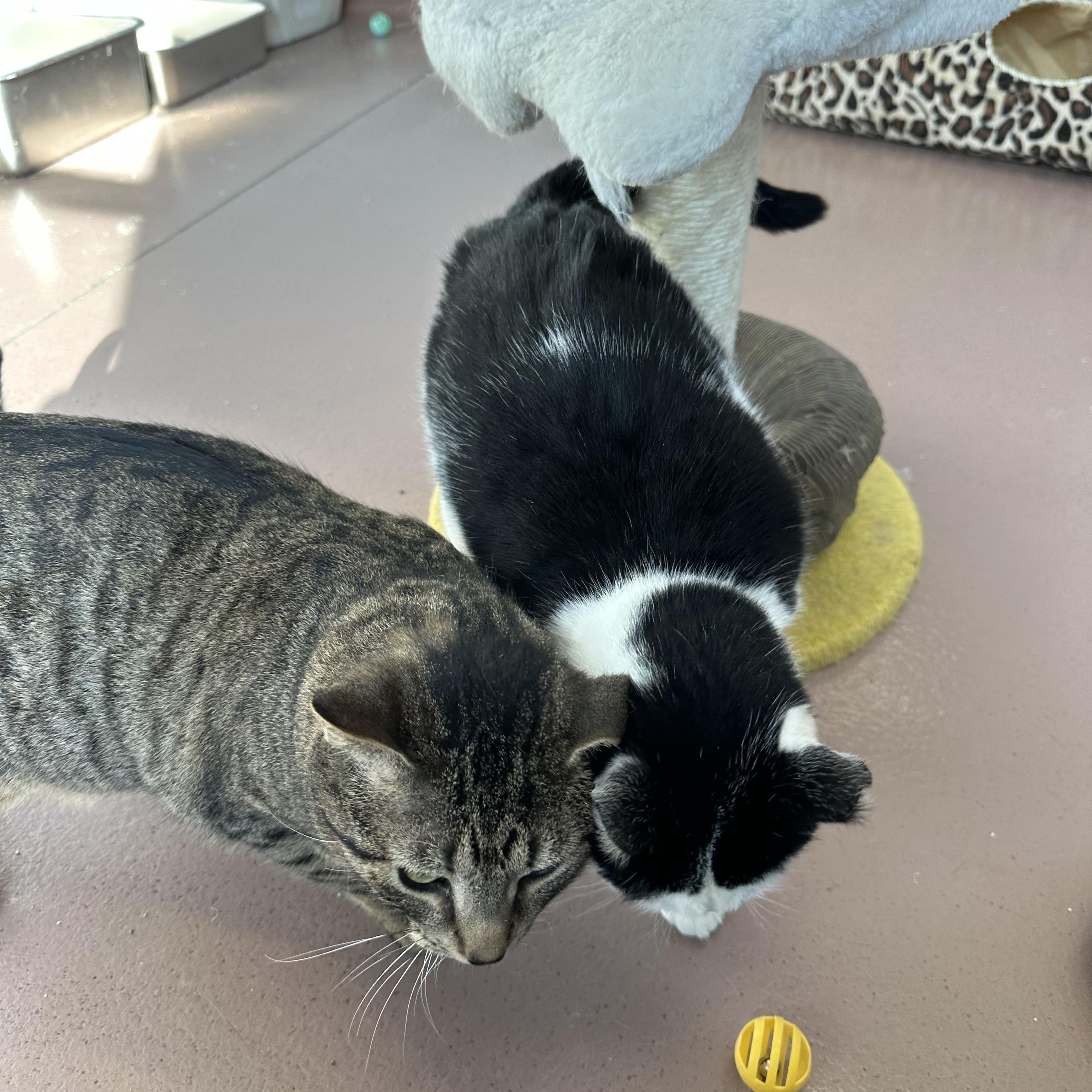 Milo, a ADOPTABLE Domestic Short Hair in Prince Frederick, MD image 3/3