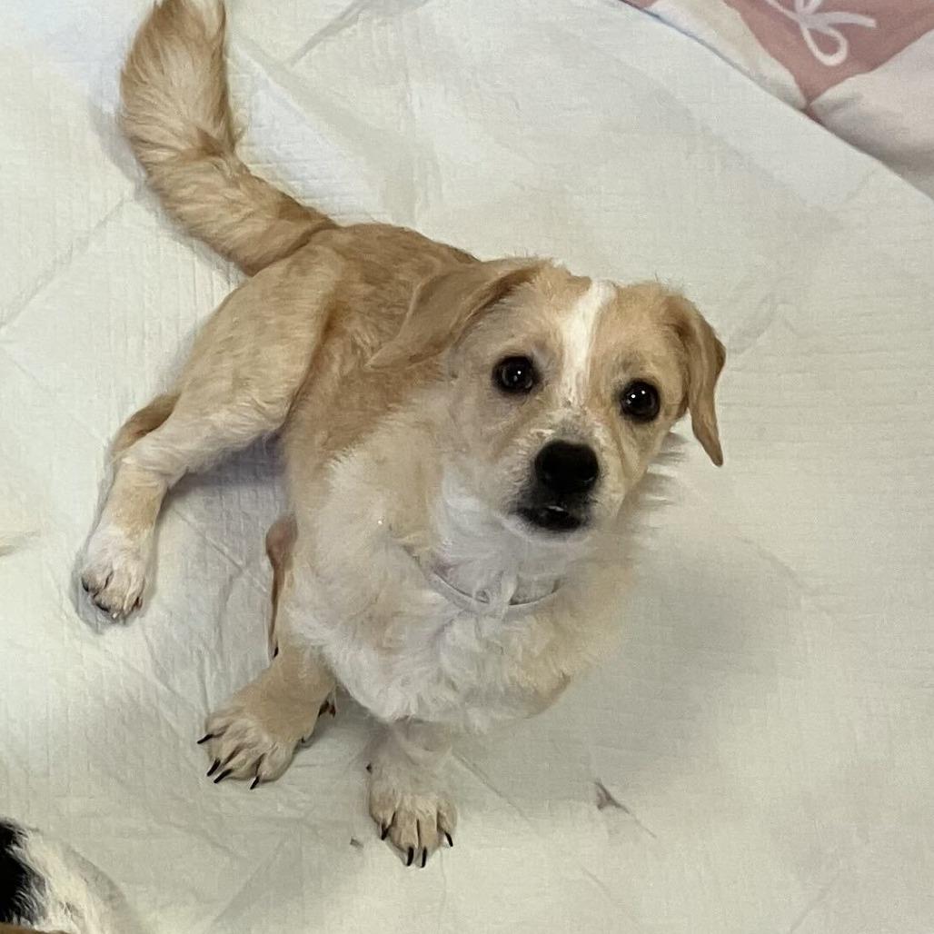 Enlarge Fresca *Available Soon*, a Adoptable mixed breed in Dover, NH image 1/3