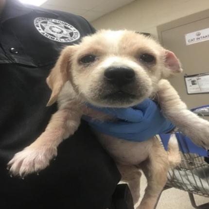 Enlarge Fresca *Available Soon*, a Adoptable mixed breed in Dover, NH image 2/3