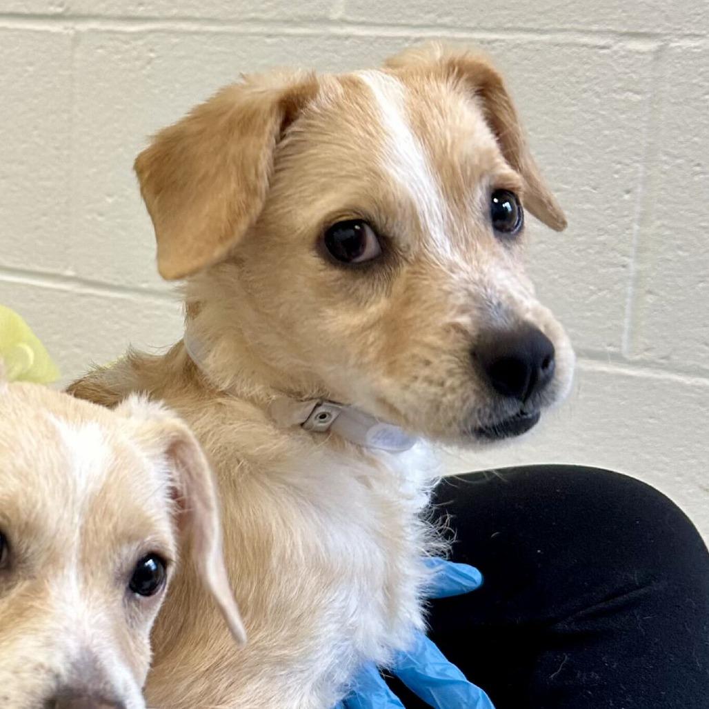 Enlarge Fresca *Available Soon*, a Adoptable mixed breed in Dover, NH image 3/3