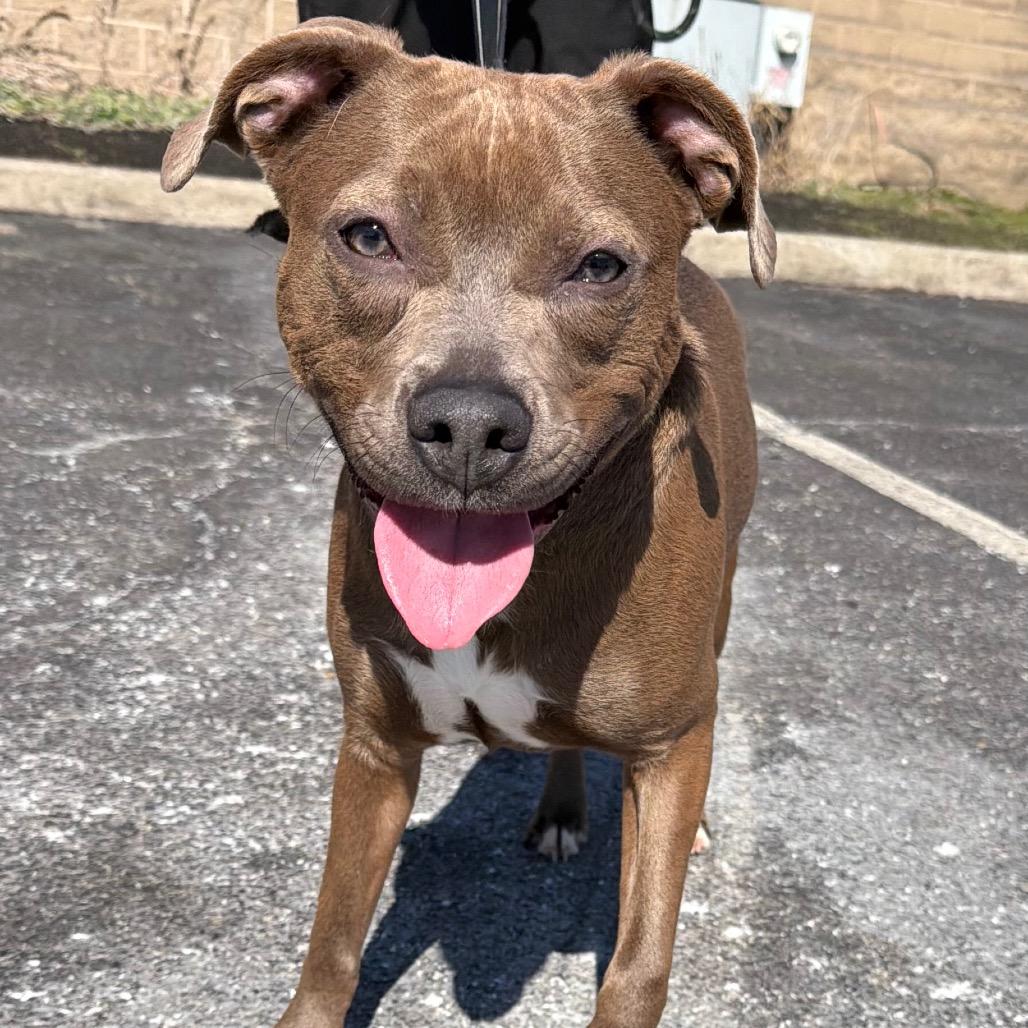 Lily, Adoptable, Young Female Mixed Breed.