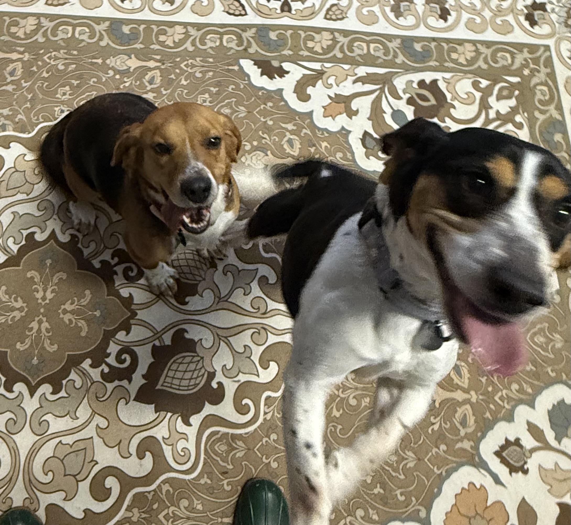 Enlarge Dottie & Daisy, a ADOPTABLE Beagle in Cleveland, OH image 2/5