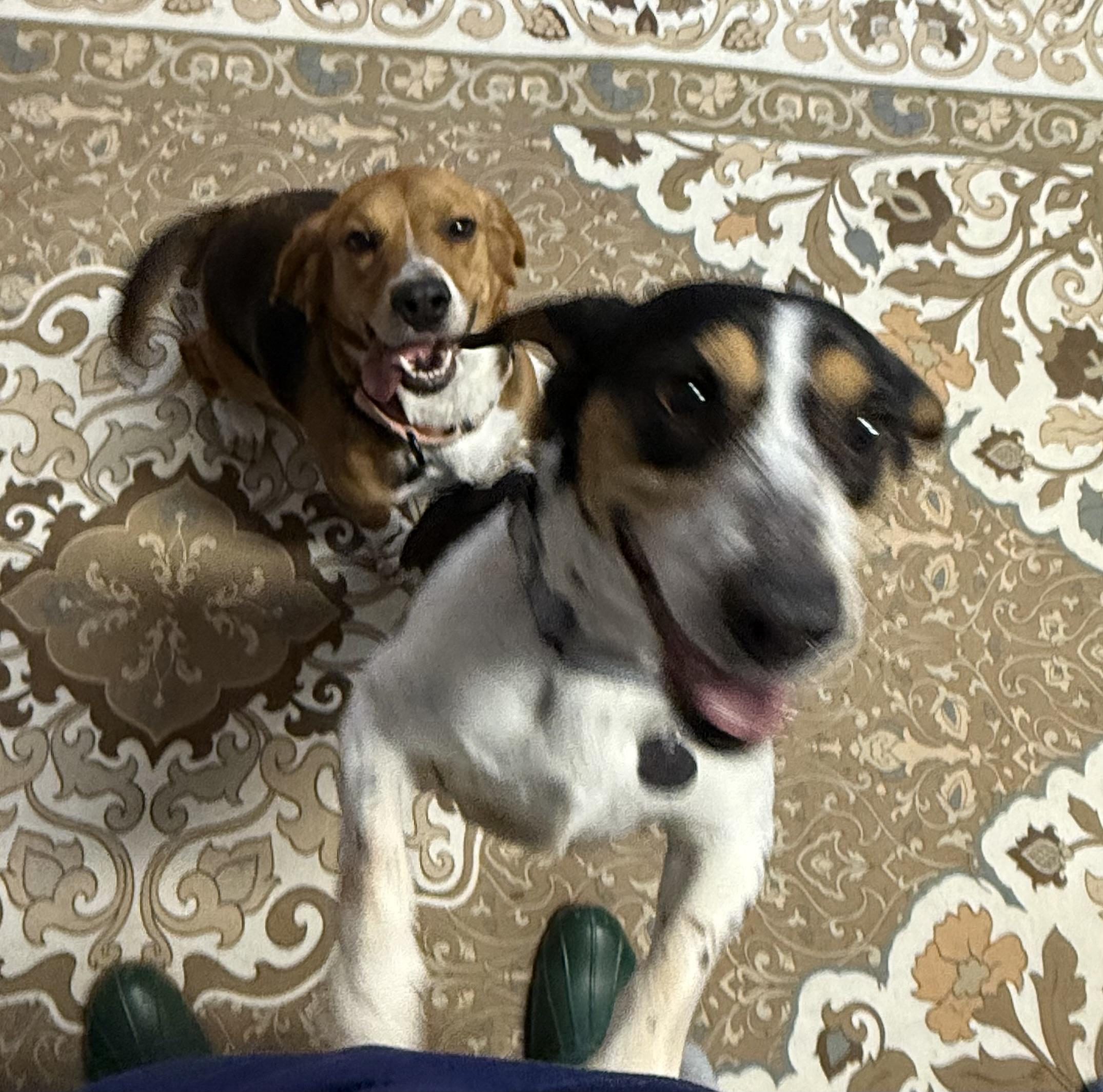 Enlarge Dottie & Daisy, a ADOPTABLE Beagle in Cleveland, OH image 1/5