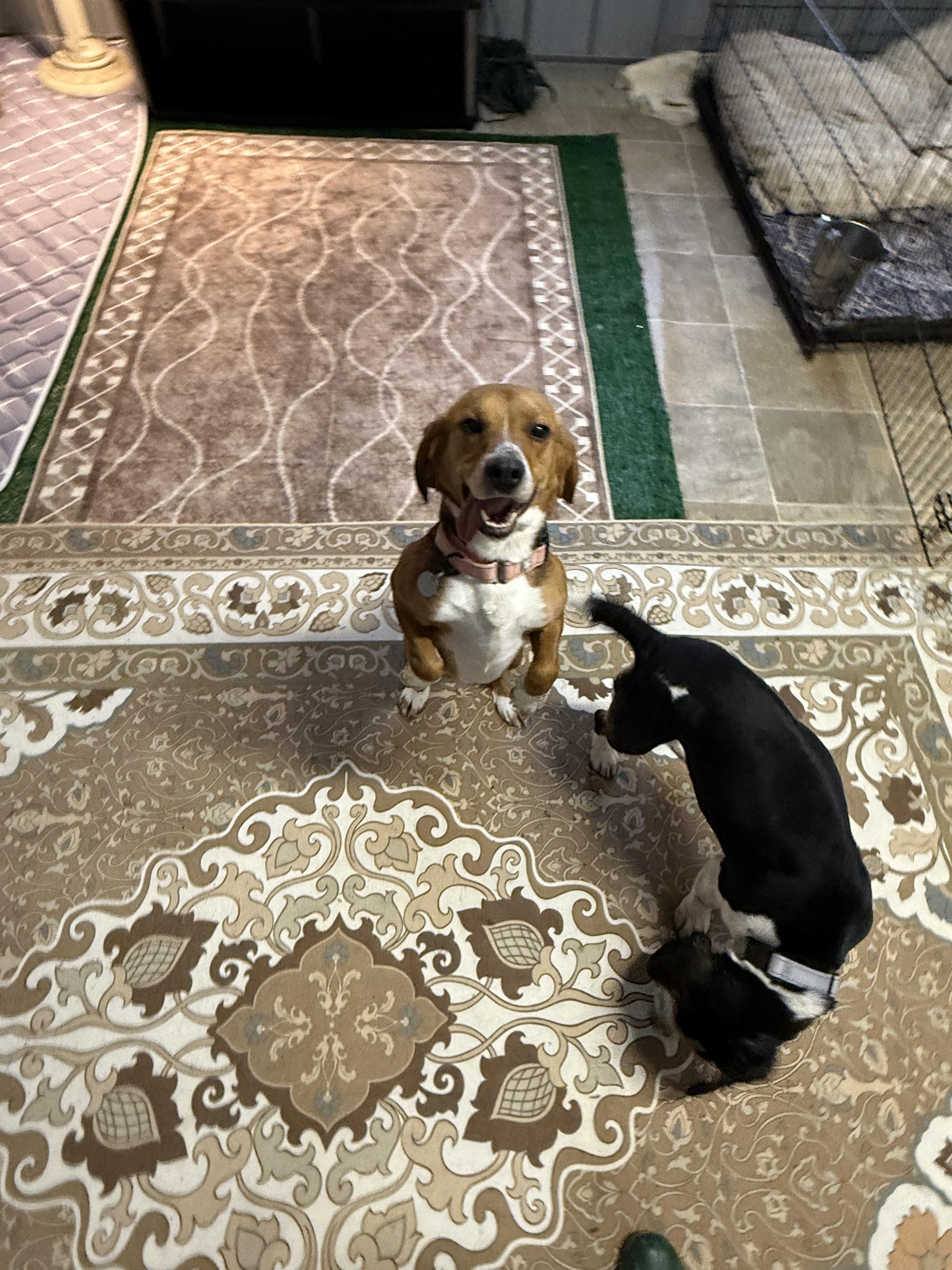 Enlarge Dottie & Daisy, a ADOPTABLE Beagle in Cleveland, OH image 5/5